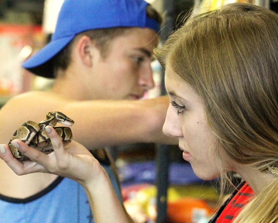 Rhiannon Emerson handles pythons at Pet World.