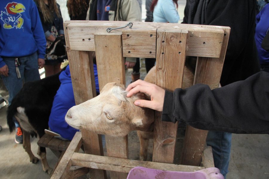 Animal Science class gets hands-on experience with goats