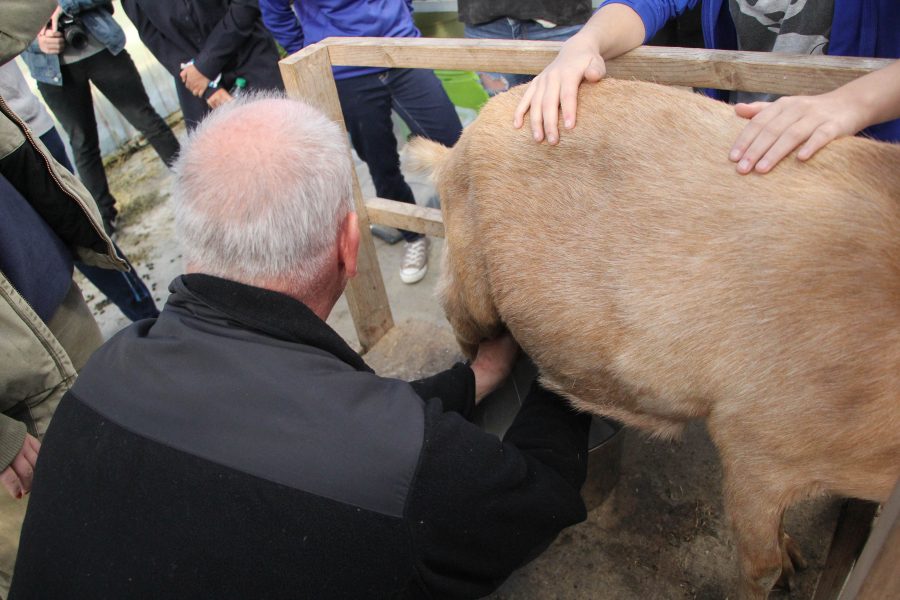Animal Science teacher Mark Rickabaugh milks a goat on Dec. 1.