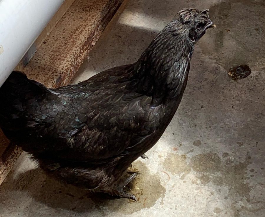 A prized ayam cemani hen was one of the chickens let loose inside LHS last month as part of a senior prank.