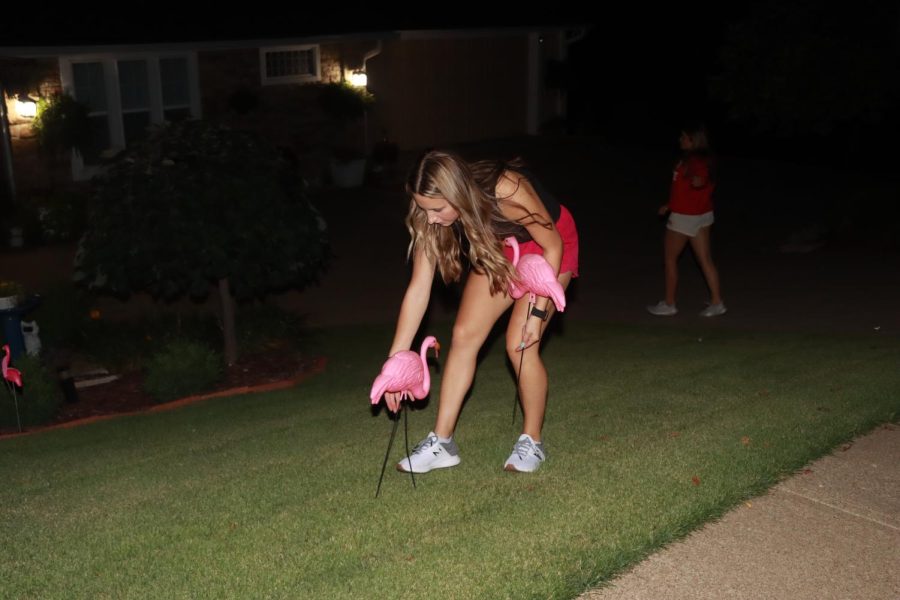 Precariously placing a plastic flamingo, junior and pom squad member Addisyn Hoss engages in a new method of fundraising called flocking.
Its kind of like being bad but good at the same time, Hoss said. Were sneaking into peoples yards at 9:00 at night but its for a fundraiser and its all pretty cool. Photo by Maison Flory.